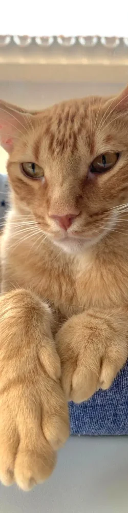 IMG-20250801-WA0072 IMG-20250801-WA0072