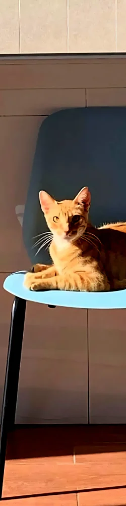 IMG-20250801-WA0095 IMG-20250801-WA0095