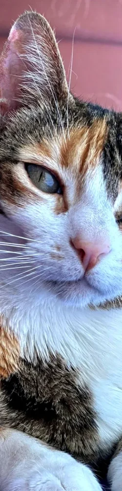 IMG-20250801-WA0098 IMG-20250801-WA0098