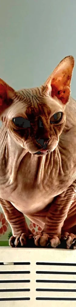 IMG-20250801-WA0101 IMG-20250801-WA0101