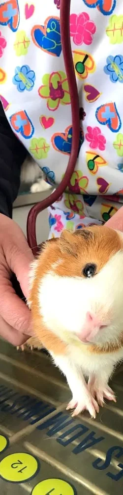 IMG-20250801-WA0106 IMG-20250801-WA0106